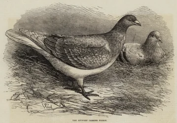 Die Antwerpener Brieftaube